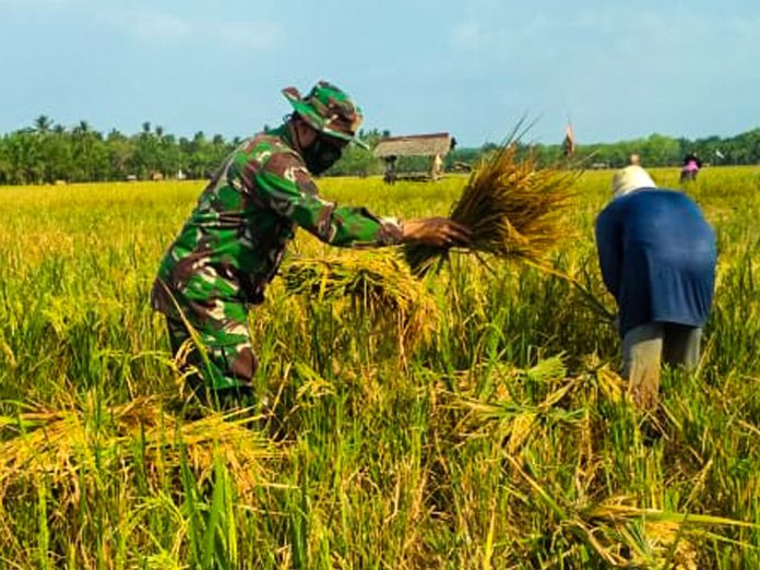 Seorang anggota TNI ikut memanen padi di sawah warga Swasembada Pangan